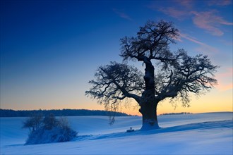 Giant solitary oak in winter landscape after sunset