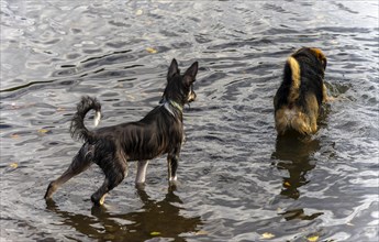 Dogs playing in a lake