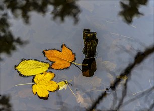 Autumn time