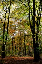 Autumn in the German forest