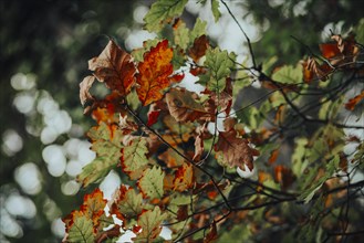 Branches with discoloured leaves in autumn