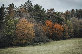 Deciduous and coniferous trees in autumn