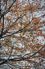 Branches with discoloured leaves in autumn