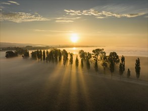 Aerial view of the Radolfzell Aachried with the poplar avenue on the Mooser Damm at sunrise and ground fog