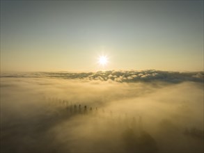 Aerial view of the Radolfzeller Aachried with the poplar avenue on the Mooser Damm at sunrise with dense fog over western Lake Constance