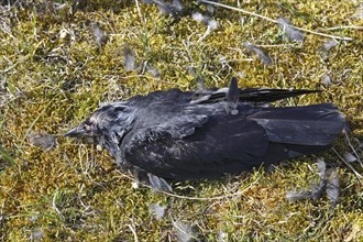 Discovery of a dead western jackdaw