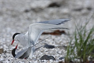 Arctic Arctic Tern