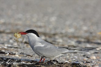 Arctic Arctic Tern