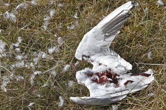 Discovery of a dead black-headed gull