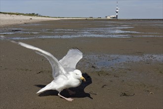 Live find of a european herring gull