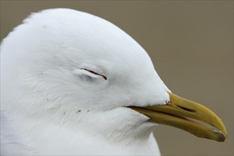Live find of a common gull