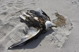 Discovery of a dead herring gull