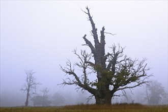 650-year-old oak tree in the fog