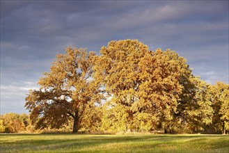 Group of trees in a meadow in the evening light in autumn