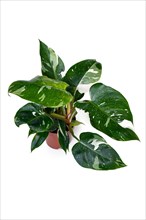Tropical 'Philodendron White Princess' houseplant with white variegation with spots in front of white background