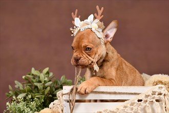 Cute Mokka Sable French Bulldog puppy with reindeer antlers in box in front of brown background with boho style decoration