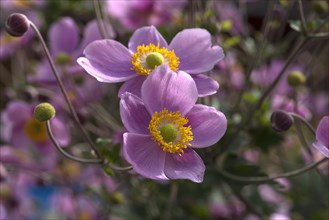 Flowers of an chinese anemone