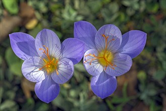 Flowers of the meadow saffron