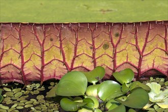 Detailed view of the leaf of a giant water lily