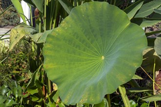 Leaf of a lotus