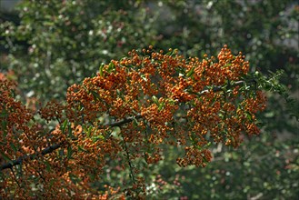 Firethorn with yellow berries