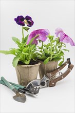 Mini gardening tools secateurs with petunia pansy flower plants white backdrop