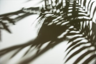 Natural palm leaves shadow white backdrop