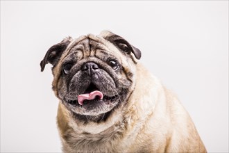 Portrait pug dog with its tongue out looking camera