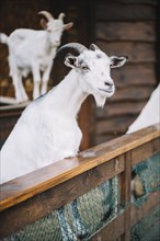 Portrait white goat barn