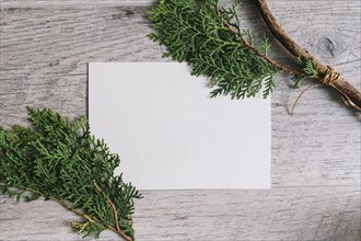 (Thuja) twigs white blank paper against wooden textured backdrop
