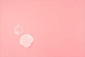 Two scallops seashell pink background