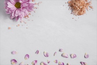 Aster pink flower himalayan salt with petals white background