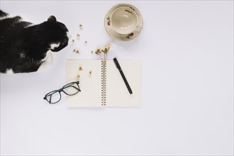 Cat sitting near open spiral notebook with felt tip pen eyeglasses empty cup white backdrop