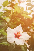 Close up hibiscus flower plant