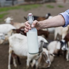 Close up man holding bottle goats milk