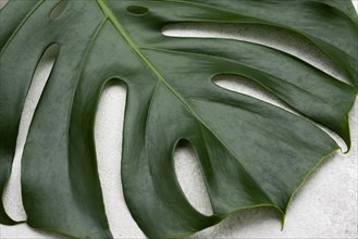 Close up monstera leaf