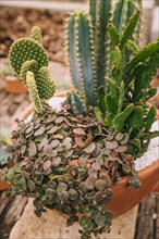 Decorative variety succulent plant brown pot