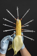 Gmo chemical modified food corn