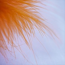 Many abstract orange fibers top quill
