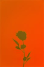 Rose shadow orange background