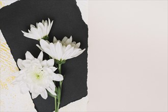 White flowers black paper sheet