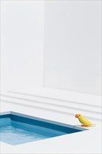 Yellow bird swimming pool