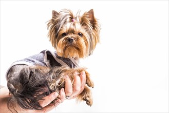 Yorkshire terrier sitting person s hand