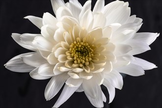 Beautiful macro white flower 2