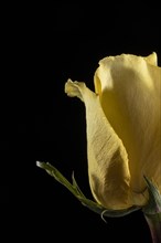 Beautiful macro yellow rose