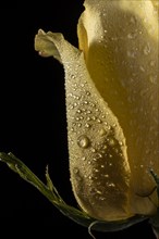 Beautiful macro yellow rose 2