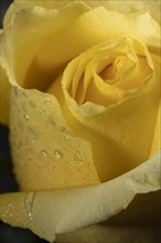 Beautiful macro yellow rose 4