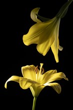 Beautiful yellow lily flower 2