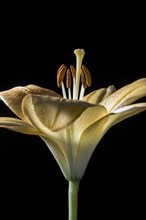 Beautiful yellow lily flower 3