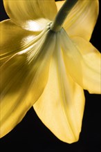 Beautiful yellow macro lily flower 2